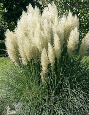 PAMPAS
